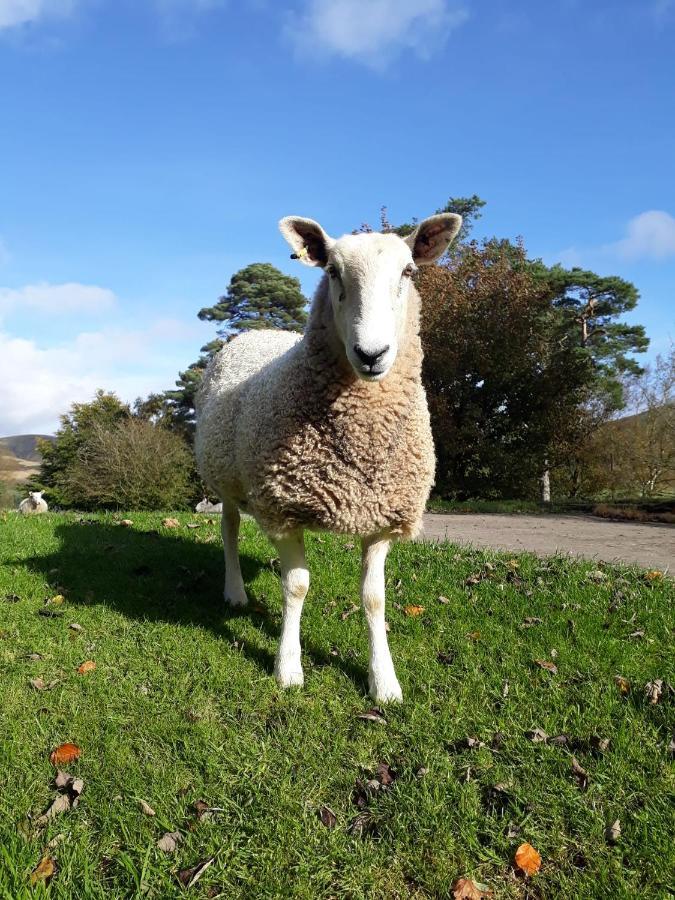 Beautiful Traditional Secluded Country Cottage Sanquhar Esterno foto